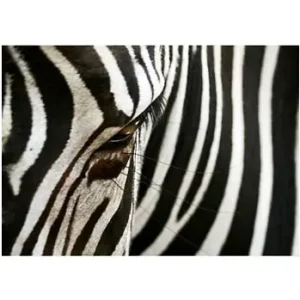 zebra - reprodukcja Tylko do końca tygodnia
