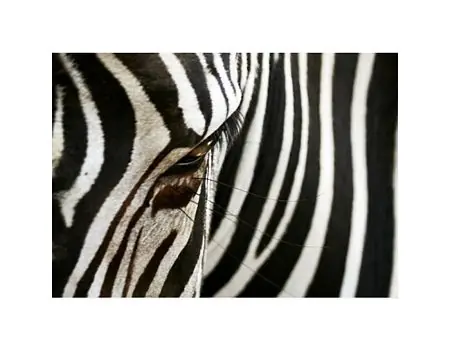 zebra - reprodukcja Tylko do końca tygodnia