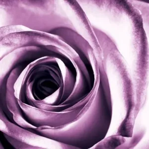 Zniżka Purpurowa róża - fototapeta