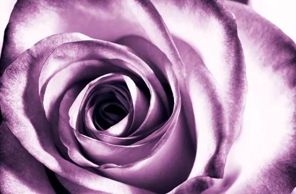 Zniżka Purpurowa róża - fototapeta
