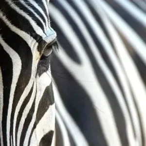 Zebra - fototapeta Hit sprzedaży