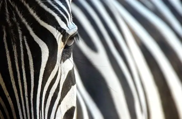 Zebra - fototapeta Hit sprzedaży