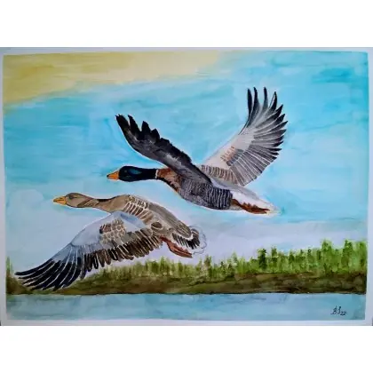 Kaczki , akwarela 40x30cm Promocja