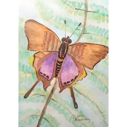 Motyl Obniżka ceny