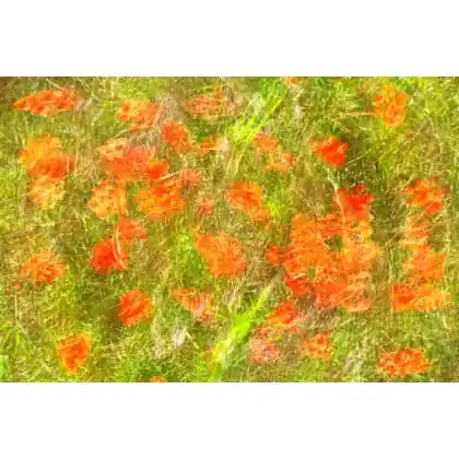 Nie przegap MAKI. Pamięci Claude Monet.