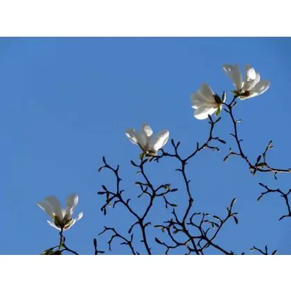 Wyjątkowa oferta magnolia
