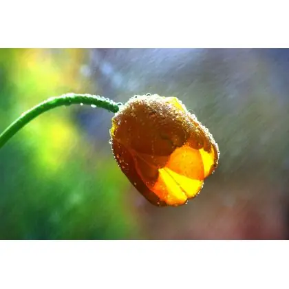 Wybór klientów Wiosenny deszczyk.