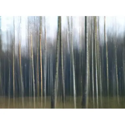Wybór klientów Leśna impresja.
