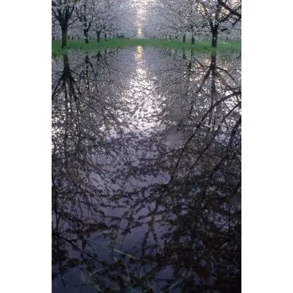 Ograniczona ilość Wiśniowy sad,kwiecień.