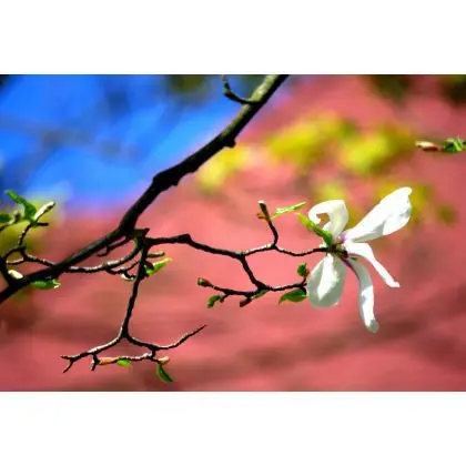 Popularny Magnolia.