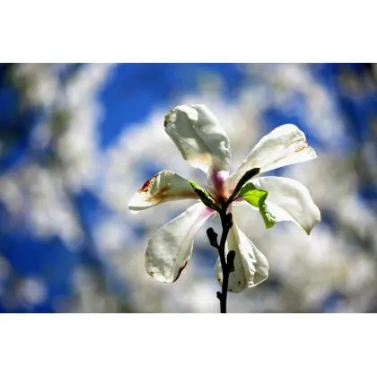 Premium Gałązka magnolii.