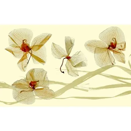 orchidea Kup online