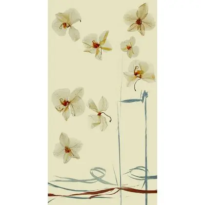 orchidea Oferta czasowa