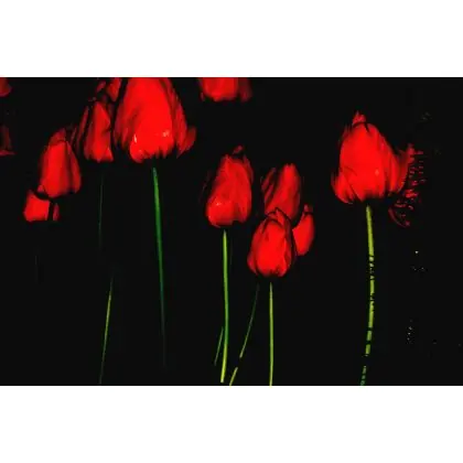 Niska cena Noc tulipanów czyli absolutna harmonia