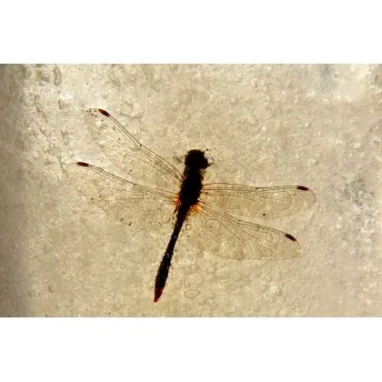 Hit cenowy Dragonfly czyli zamarznięty wojownik.