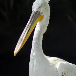 Żywa fauna Wysoka jakość