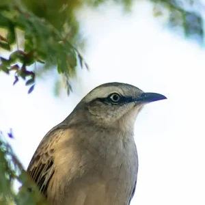 Żywa natura Dostępne od ręki