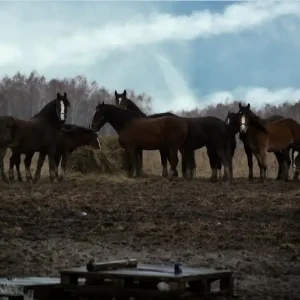 Życie ekologiczne wiejska idylla Okazja